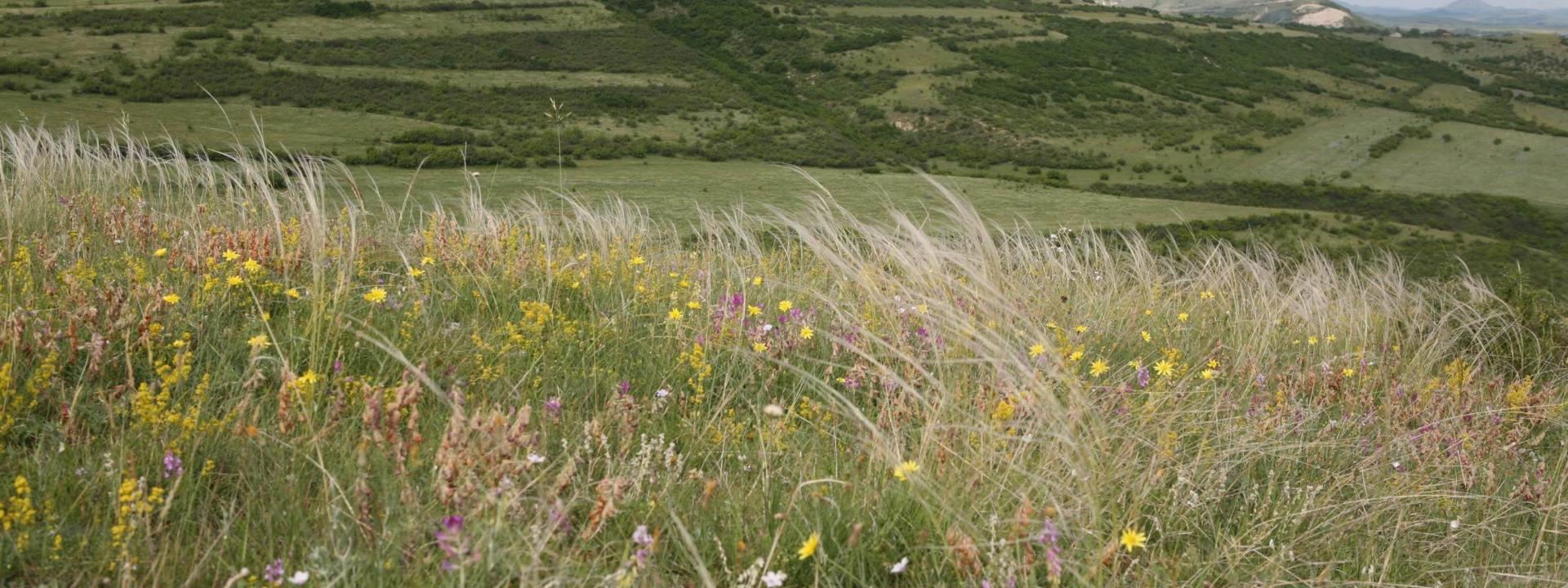 SaskhoriHabitat. 